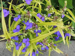 Tradescantia × andersoniana