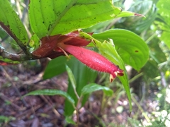 Columnea dimidiata
