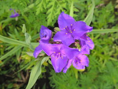 Tradescantia × andersoniana