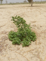 Annona senegalensis
