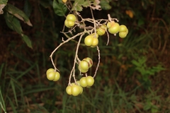 Sapindus trifoliatus