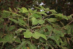 Sapindus trifoliatus
