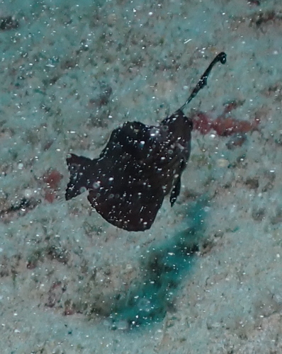Black nabeta (Iniistius pavo) — Labridae
