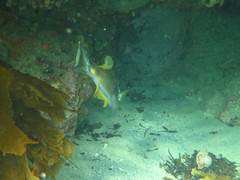 Meuschenia freycineti