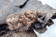 Callopistria guttulalis