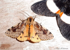 Spilosoma kebea