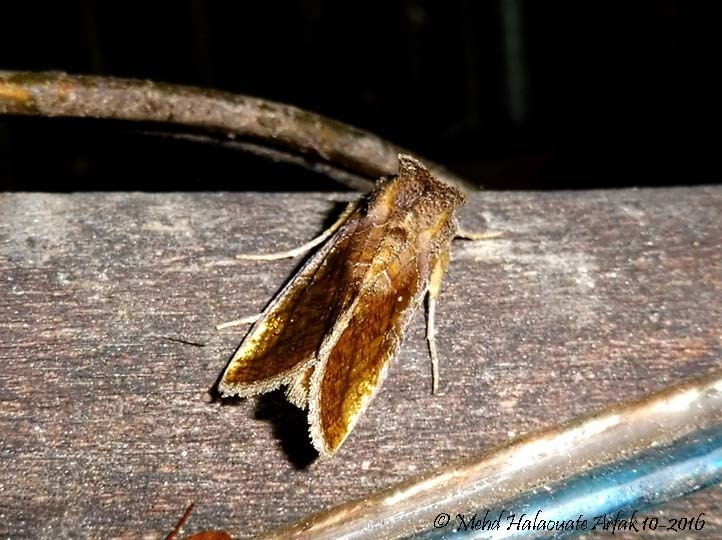 Thysanoplusia ekeikei (Thysanoplusia ekeikei)