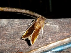 Thysanoplusia ekeikei