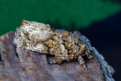Callopistria guttulalis