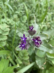 Anchusa hybrida