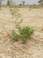 Annona senegalensis