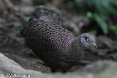 Polyplectron bicalcaratum