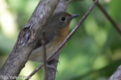 Cyornis