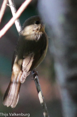 Cyornis