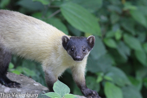 Yellow-throated Marten