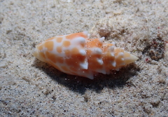 Mitra stictica