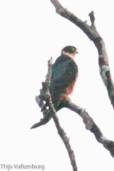 Falco severus