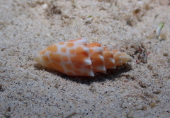 Mitra stictica