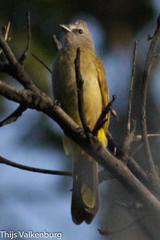 Pycnonotus flavescens