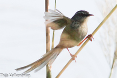 Prinia superciliaris