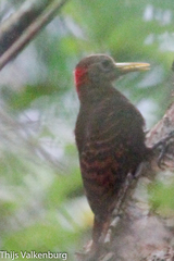 Blythipicus pyrrhotis