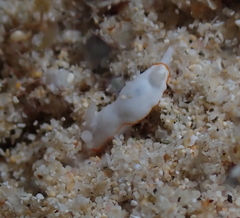 Goniobranchus verrieri