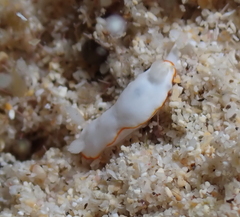 Goniobranchus verrieri