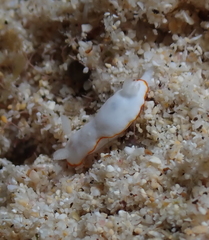 Goniobranchus verrieri