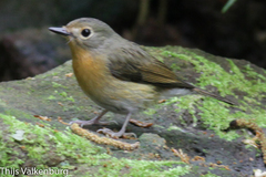 Cyornis whitei