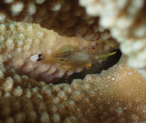 Harpiliopsis depressa observed 2022-02-16