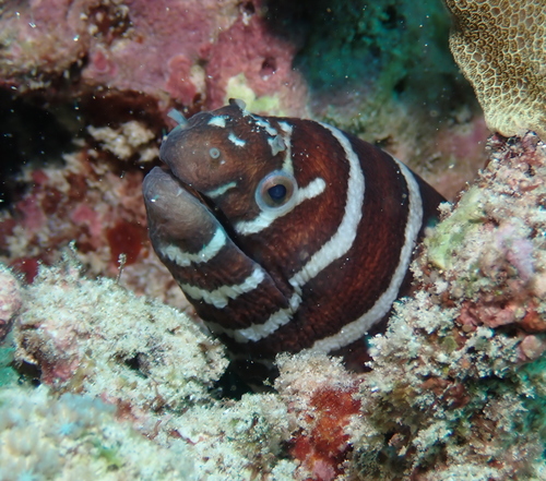 Photo of Zebra moray (Gymnomuraena zebra)