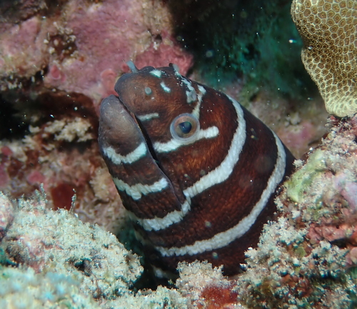 Photo of Zebra moray (Gymnomuraena zebra)