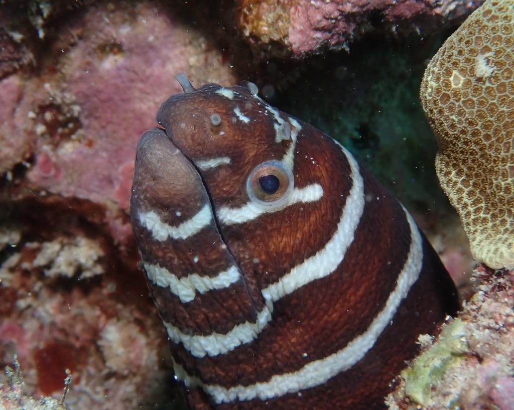 Photo of Zebra moray (Gymnomuraena zebra)