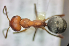 Formica subnitens