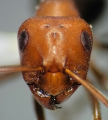 Formica subnitens