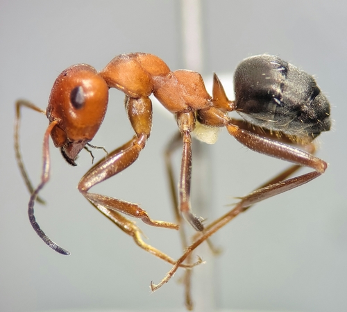 Dull Mound Ant