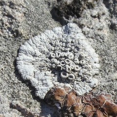 Lecanora pruinosa
