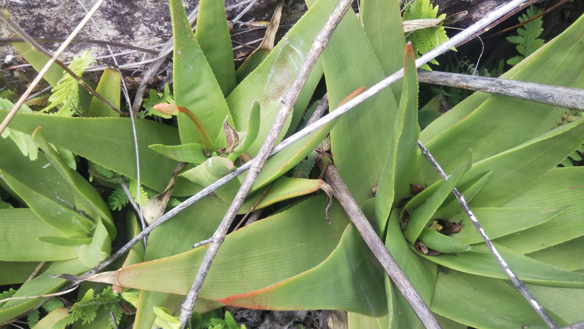 Photos of Aloe manandonae  iNaturalist