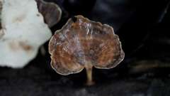 Microporellus obovatus