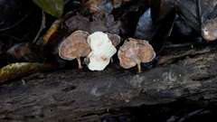 Microporellus obovatus