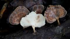 Microporellus obovatus