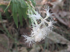 Dianthus superbus stenocalyx