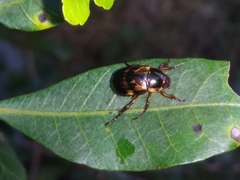 Exomala orientalis