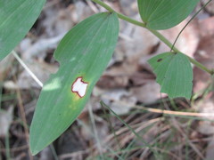 Phyllosticta convallariae