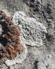 Lecanora pruinosa