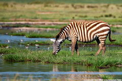 Equus quagga boehmi