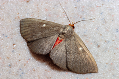 Calesia dasypterus