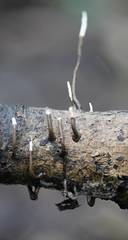 Polyporus guianensis