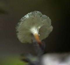 Polyporus guianensis