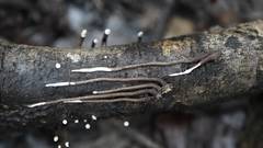 Polyporus guianensis